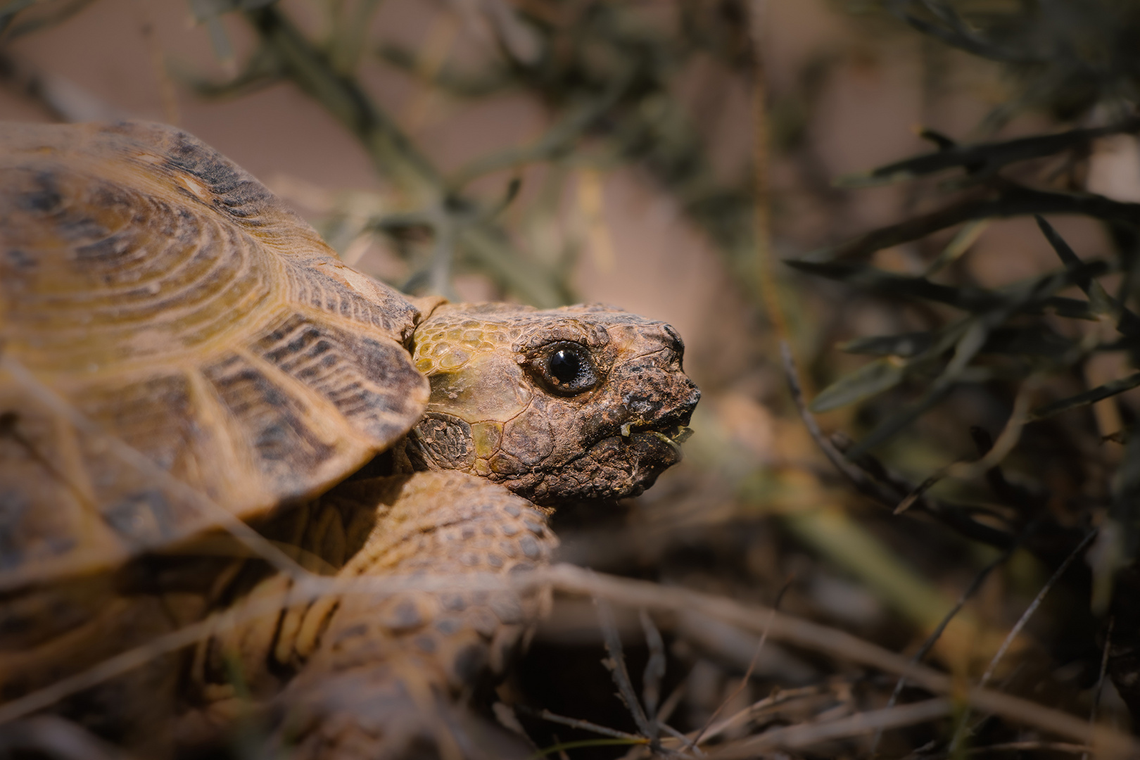 Steppenschildkröte