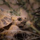 Steppenschildkröte