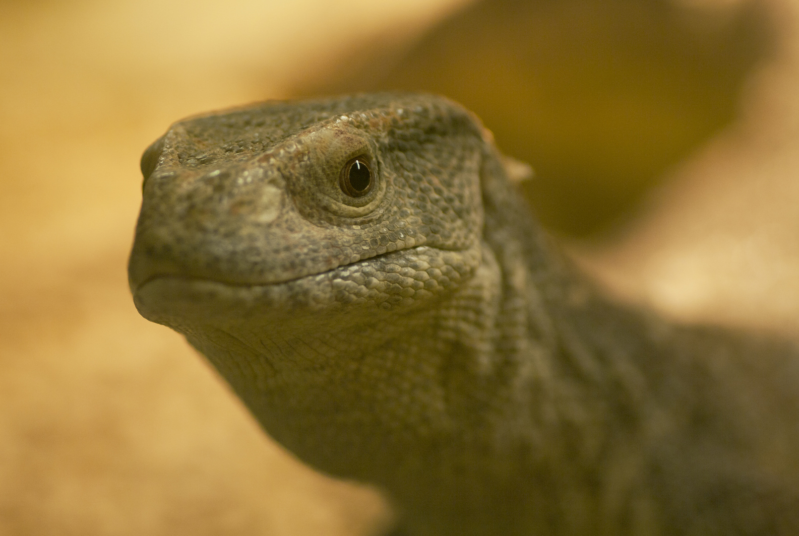 Steppenwaran - in der Reptiliensammlung von Neu-Ulm fotografiert