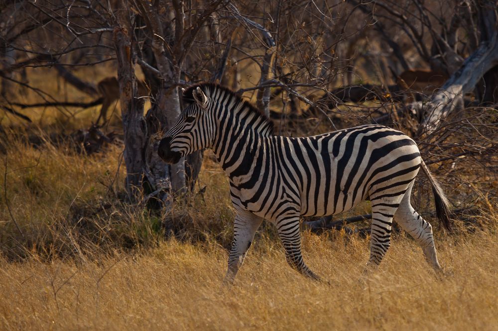 Steppenzebra