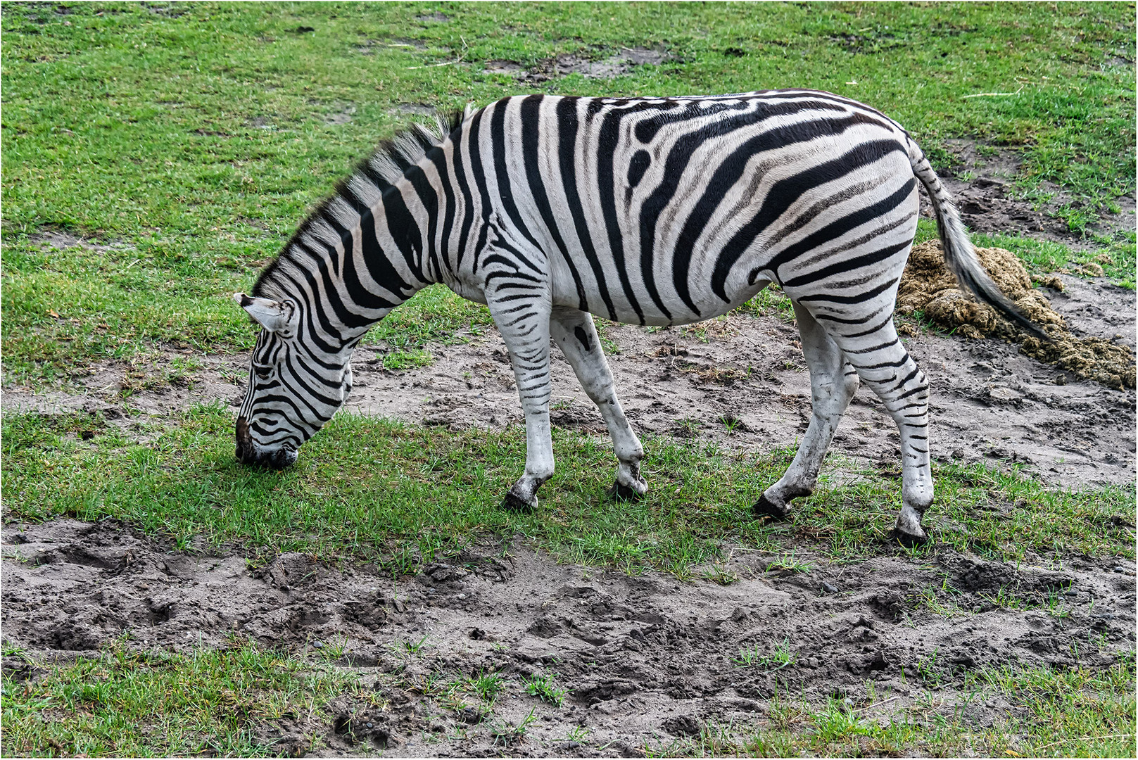 Steppenzebra