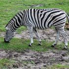 Steppenzebra