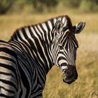 Steppenzebra