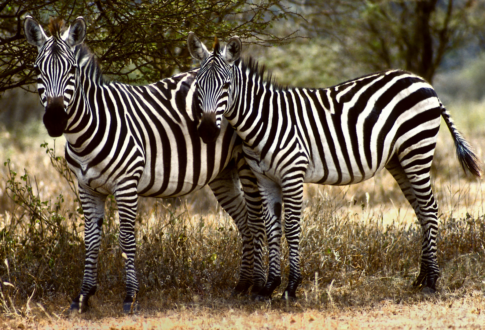 Steppenzebra