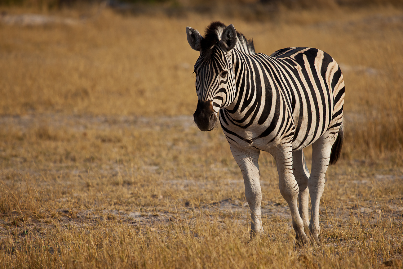 Steppenzebra