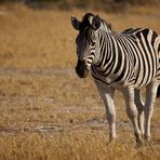 Steppenzebra