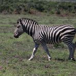 Steppenzebra