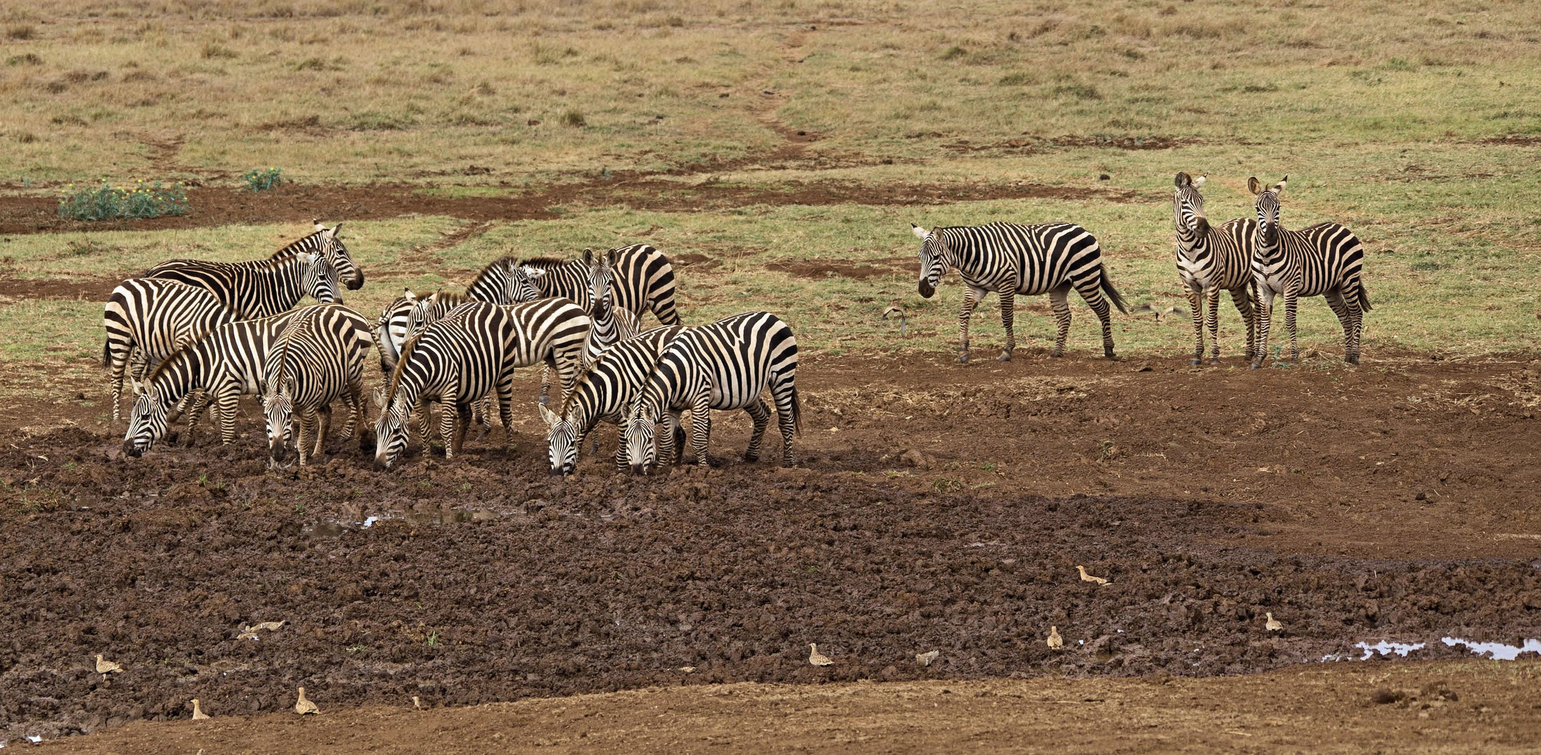 Steppenzebra