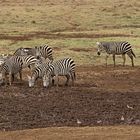 Steppenzebra