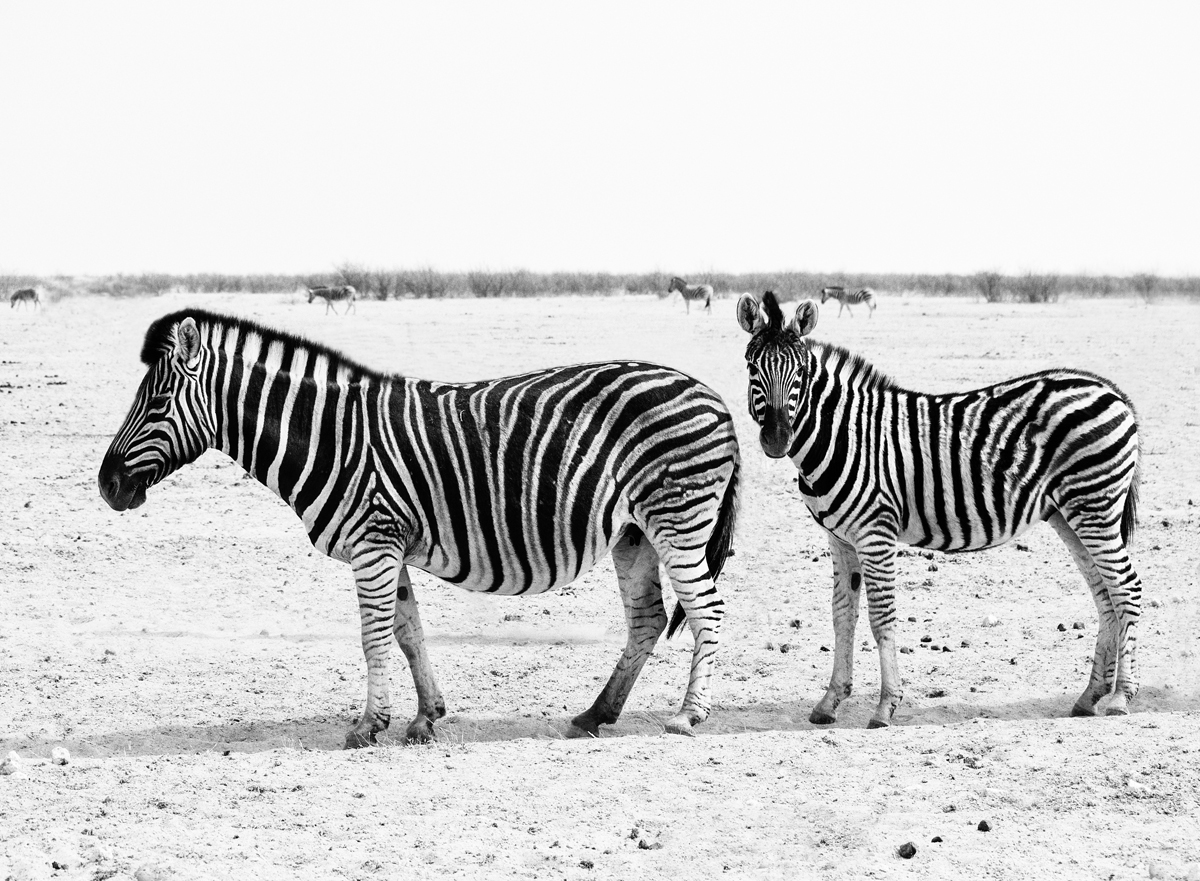 Steppenzebra