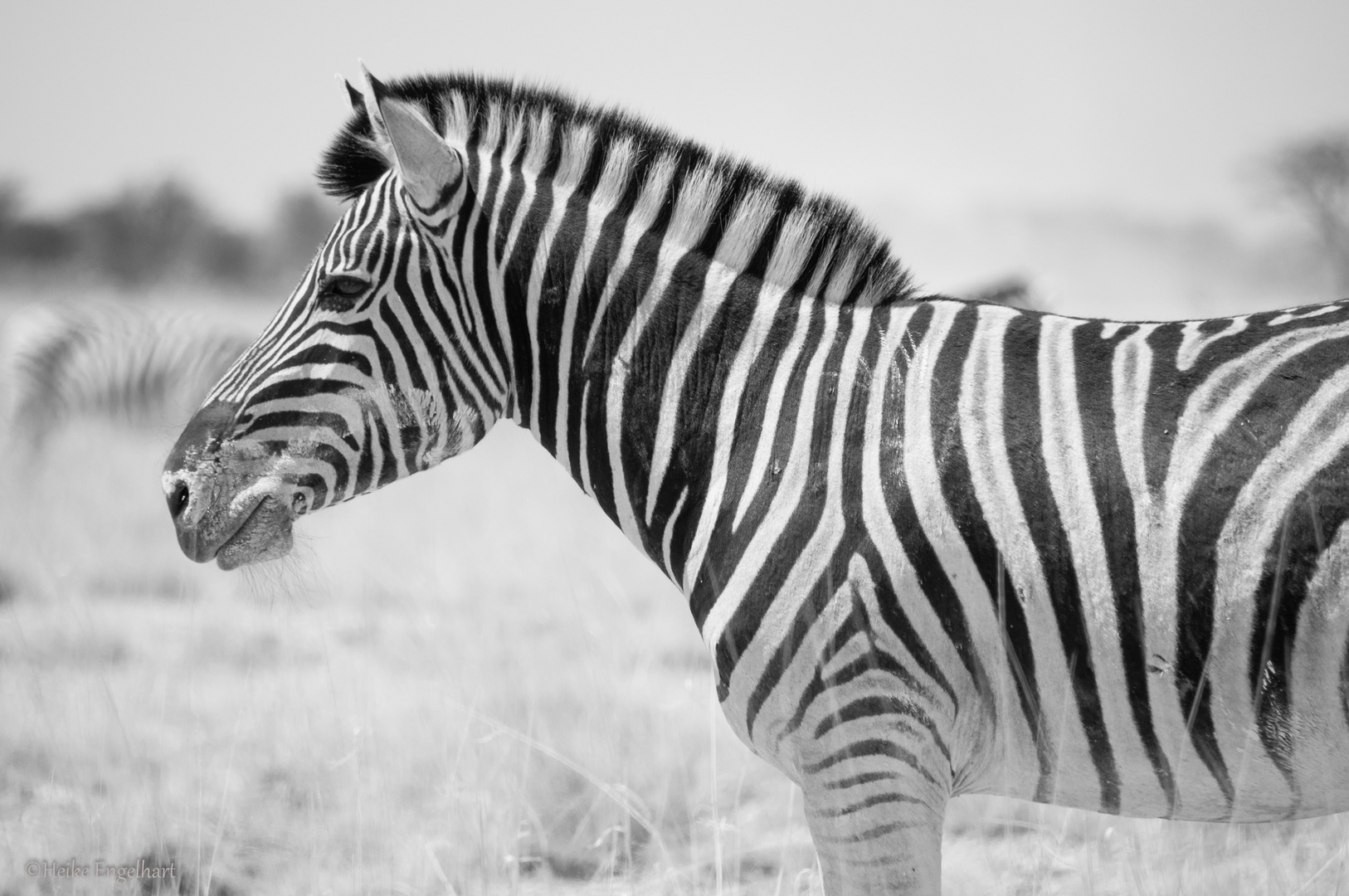 Steppenzebra