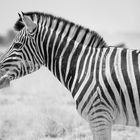 Steppenzebra