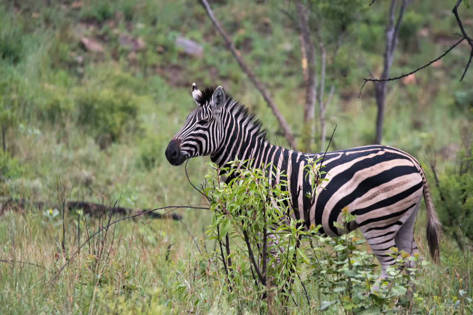 Steppenzebra