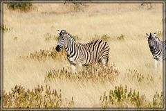 Steppenzebra