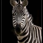 Steppenzebra