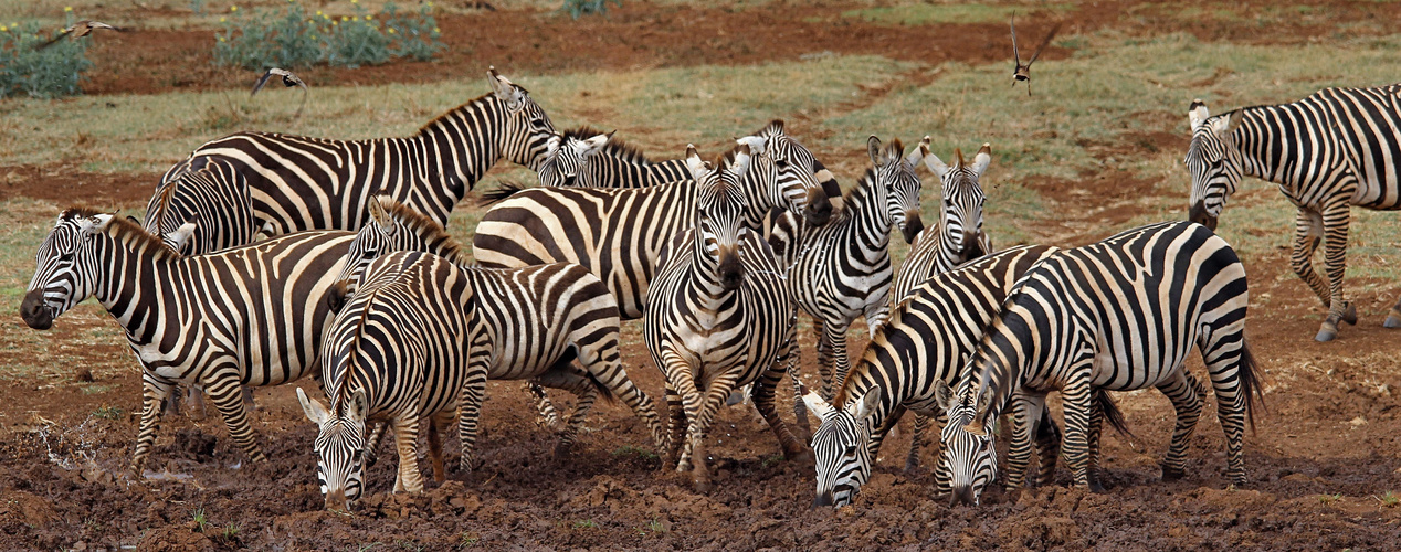 Steppenzebra