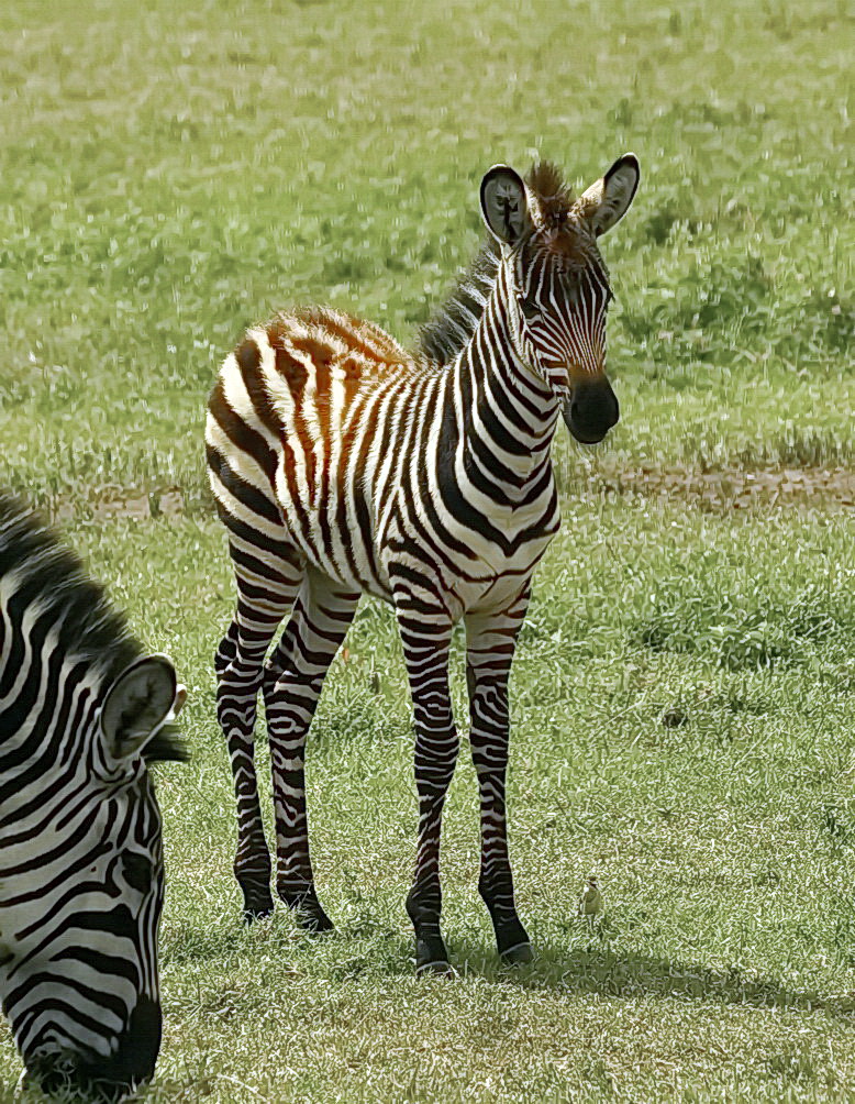 Steppenzebra