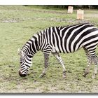 Steppenzebra