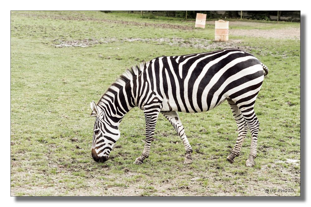 Steppenzebra