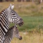 Steppenzebra