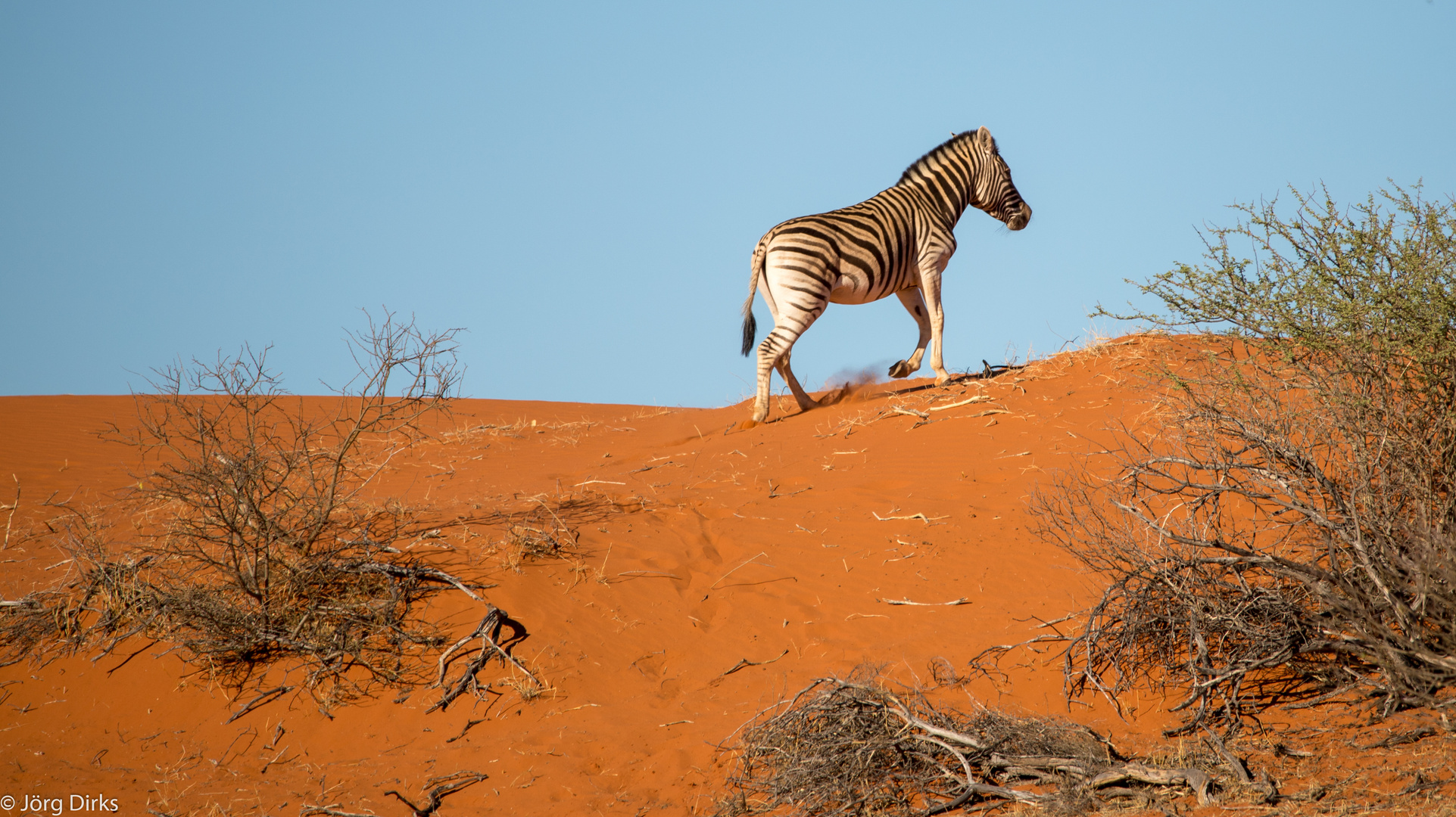 Steppenzebra auf der Düne in der Kalahari