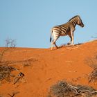 Steppenzebra auf der Düne in der Kalahari