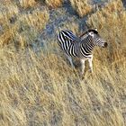 Steppenzebra