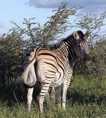 Steppenzebra, Botswana