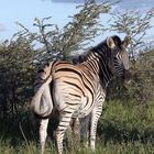 Steppenzebra, Botswana