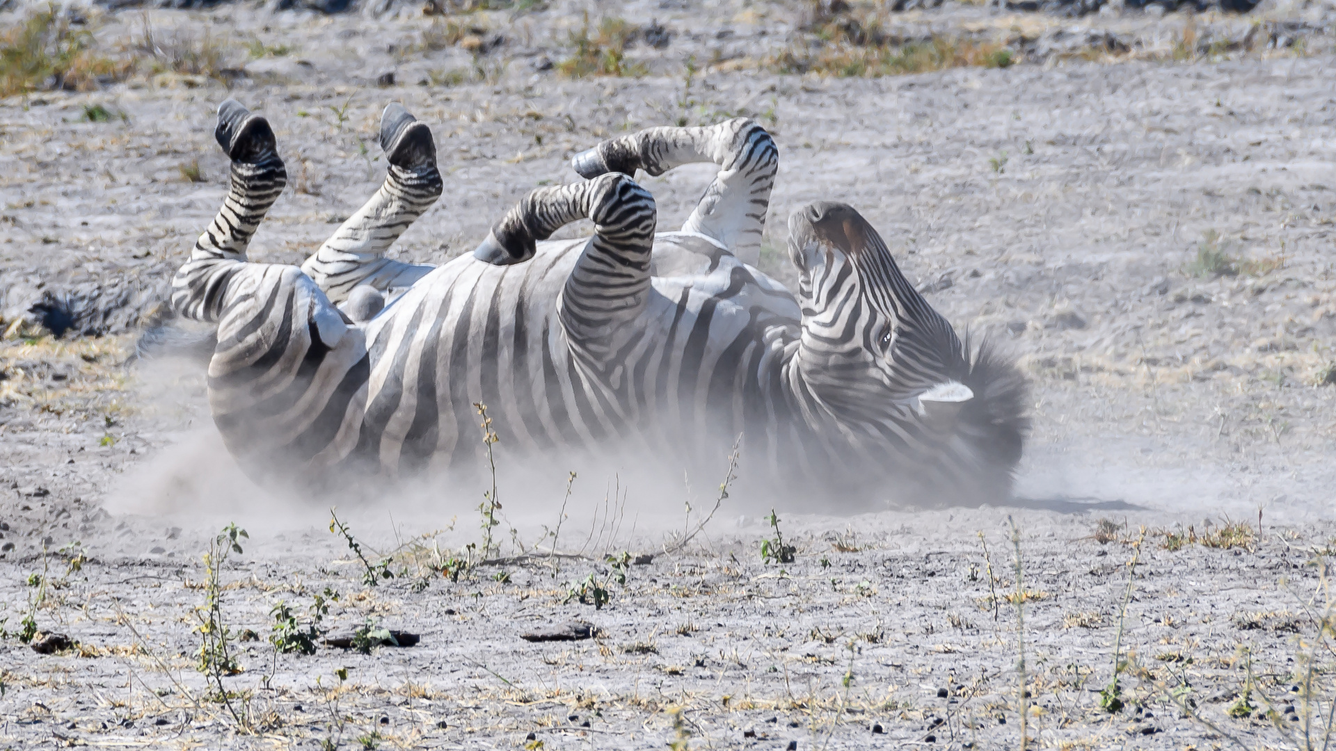 Steppenzebra (Burchell's Zebra)