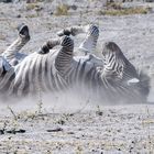 Steppenzebra (Burchell's Zebra)