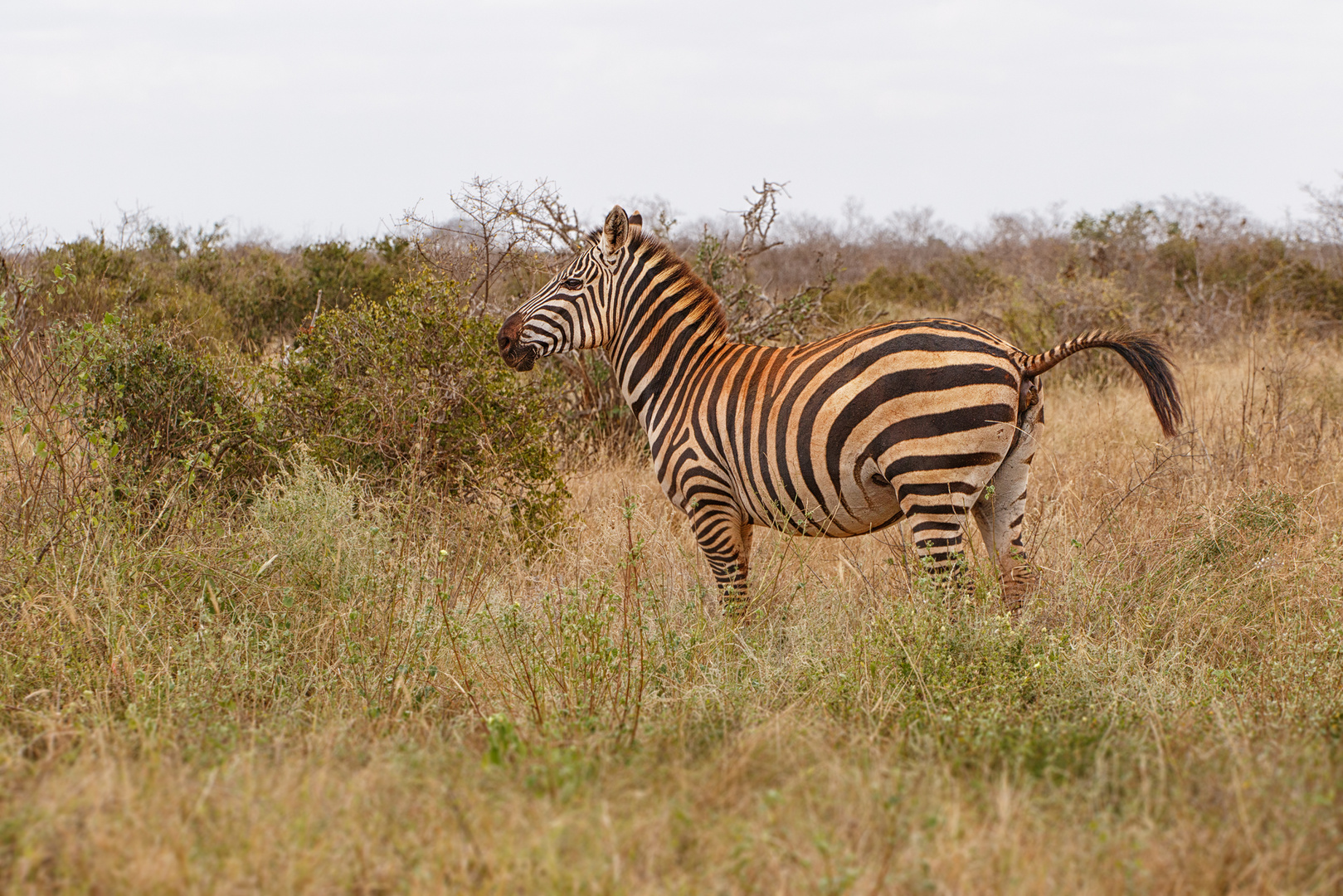 Steppenzebra