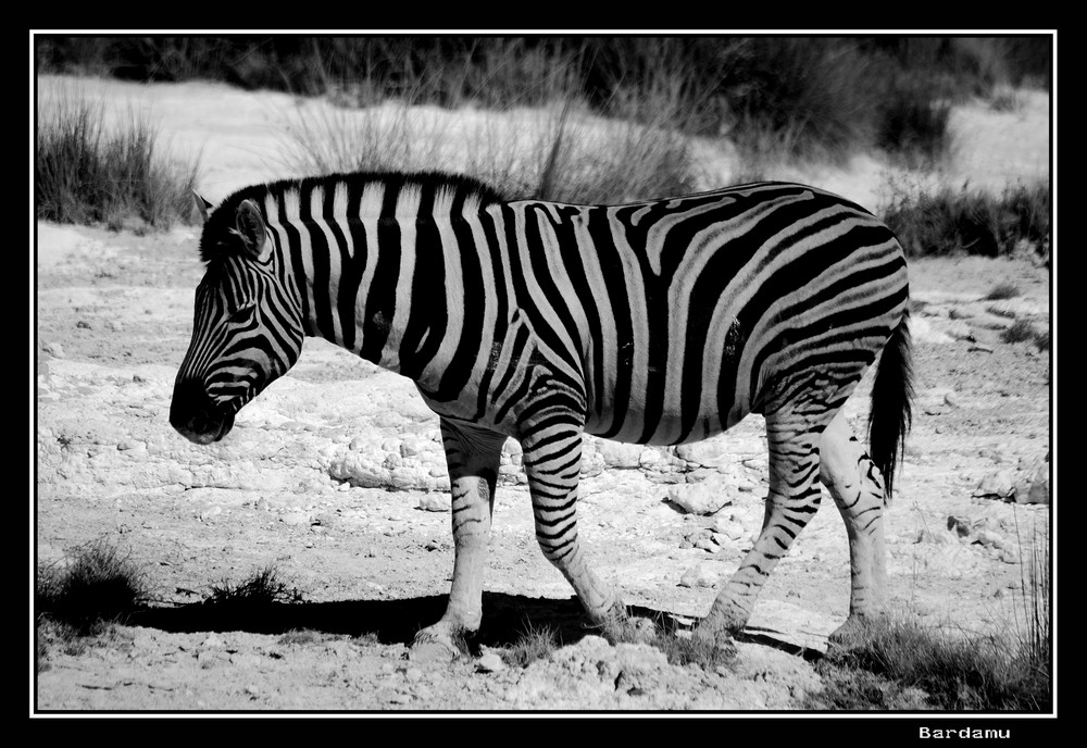 Steppenzebra