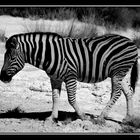 Steppenzebra