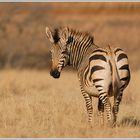 Steppenzebra (Equus quagga)