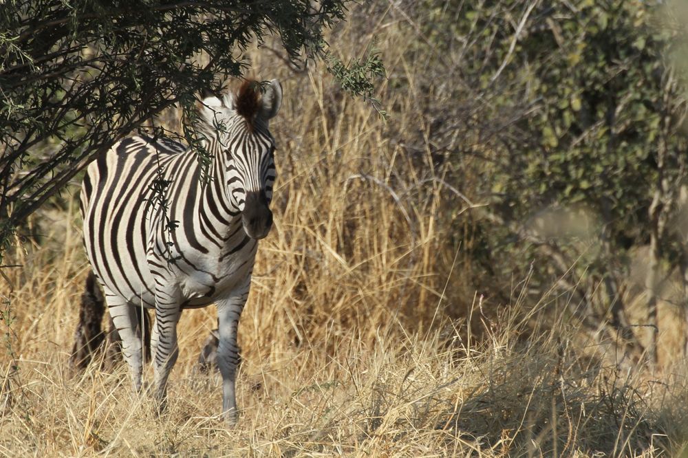 Steppenzebra (Equus quagga) (1)