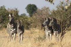 Steppenzebra (Equus quagga) (2)