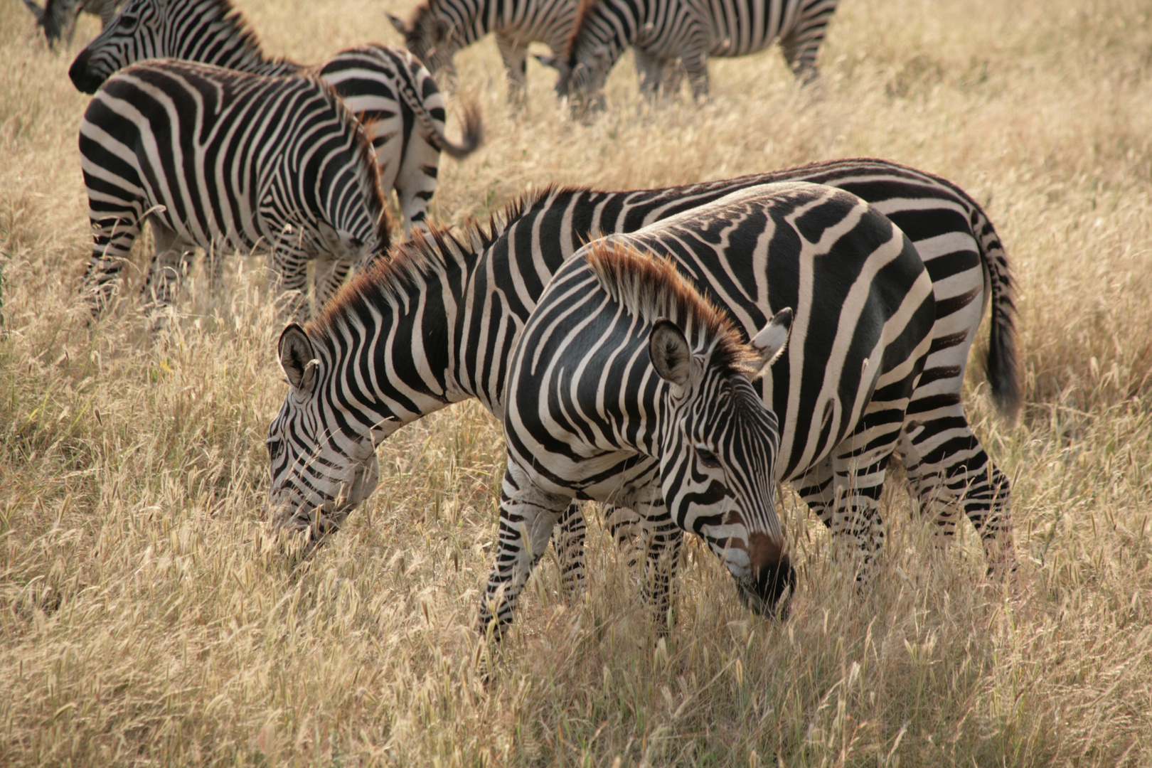 Steppenzebra (Equus quagga) (2)