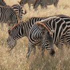 Steppenzebra (Equus quagga) (2)