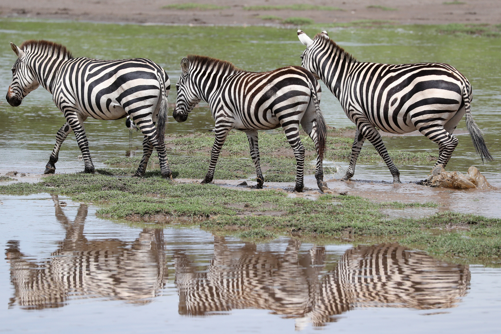 Steppenzebra (Equus quagga)