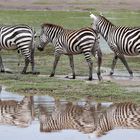 Steppenzebra (Equus quagga)