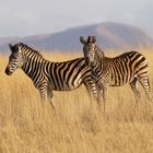 Steppenzebra  (Equus quagga)