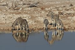 Steppenzebra (Equus quagga)