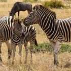 Steppenzebra Familie