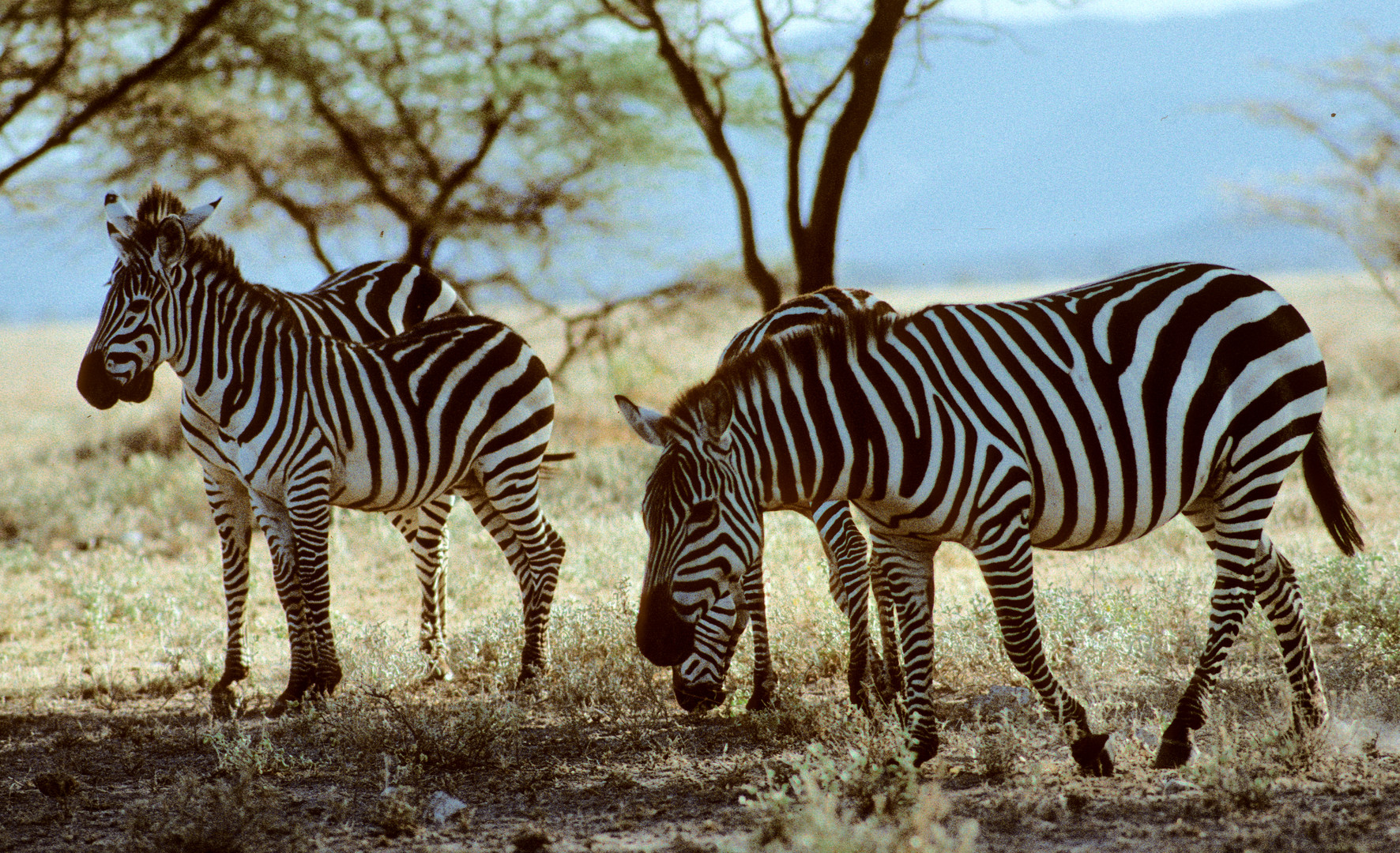 Steppenzebra im Buffalo Springs Nat. Res.