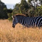 Steppenzebra im ersten Morgenlicht