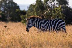 Steppenzebra im ersten Morgenlicht