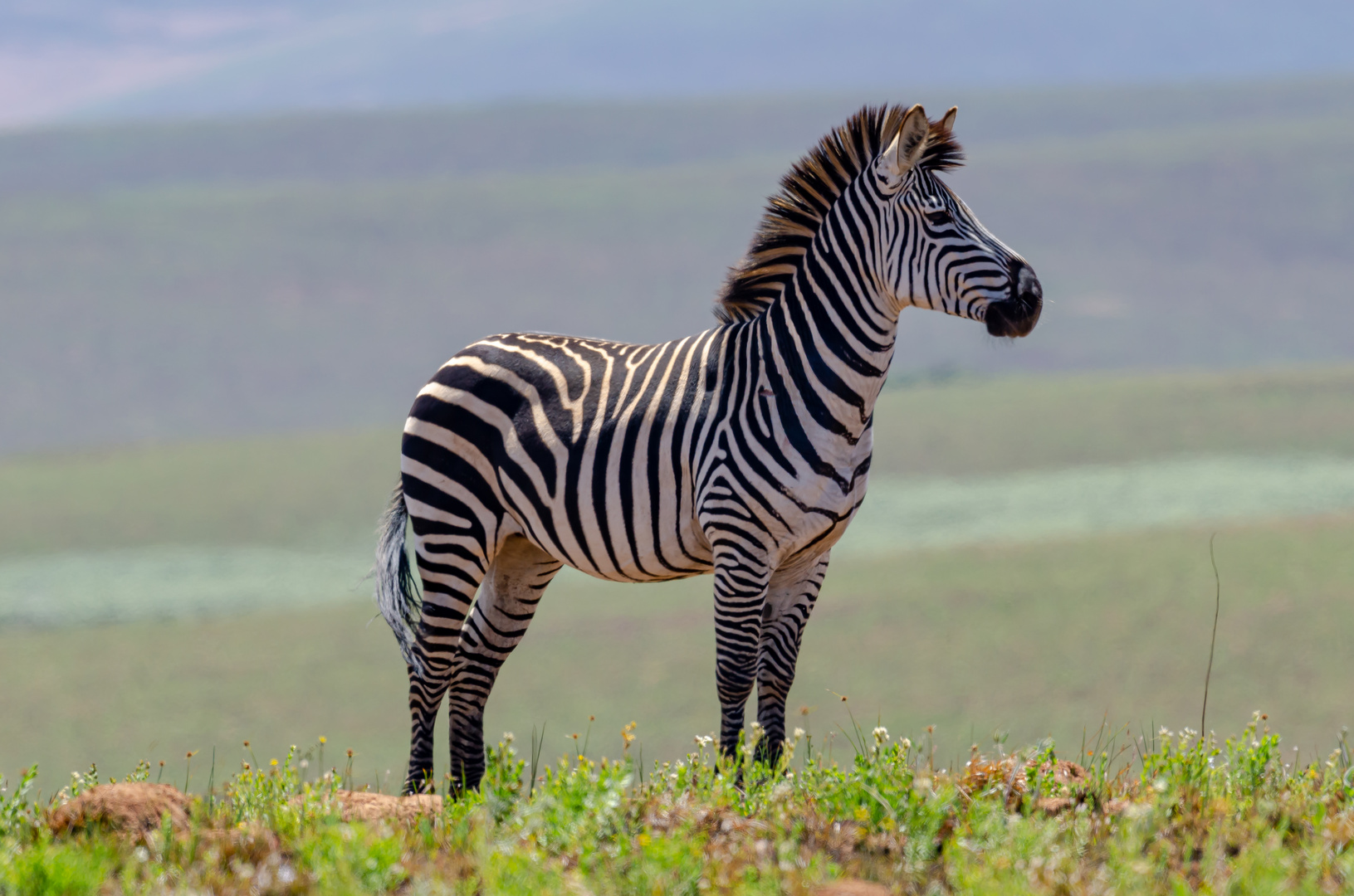 Steppenzebra im Nyika Nationalpark in Malawi