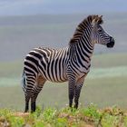 Steppenzebra im Nyika Nationalpark in Malawi