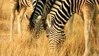 Steppenzebra in Namibia